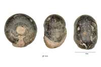 Wocklumeria sp